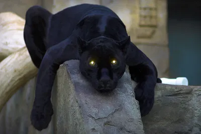Бесплатное изображение: Черная пятнистая пантера с темно-красными глазами  цифровая иллюстрация