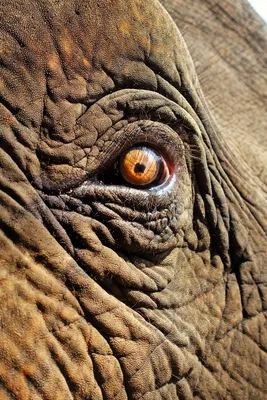 Глаза слона фото
