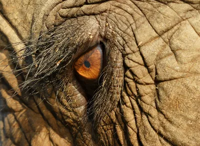 глаз слона нежный стоковое изображение. изображение насчитывающей слон -  14735191
