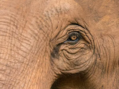 Завязанные глаза помешали координации движения слонов