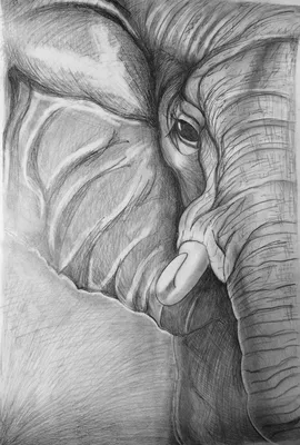 Левый глаз слона» — создано в Шедевруме