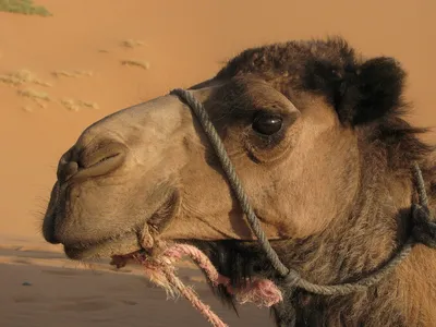 Верблюд – описание, виды, фото, где обитает, что ест