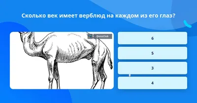 Латиф Нассер: Вы и не представляете, откуда на самом деле происходят  верблюды | TED Talk