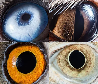 Макрофоторафии глаз животных