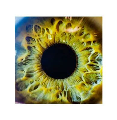 Аутентификация по радужной оболочке глаза — Википедия