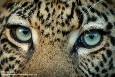 Глаза леопарда - 44 фото