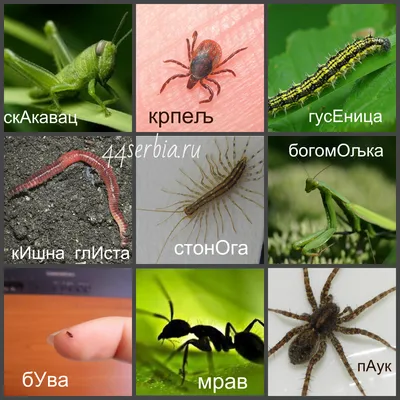 Тема 32. Жуки, комары, бабочки и пчёлы | Ваша Сербия