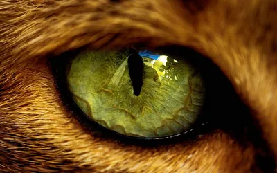 Слезящиеся глаза у кошки (возможные причины) - kotello.ru