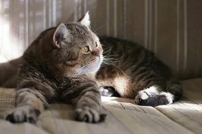 Телязиоз у кошек | Пикабу