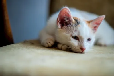 Глисты у кошек и собак: отвечает эксперт | Pet4Me.ru