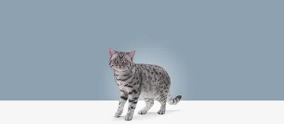 Как понять, что у кошки глисты советы, как определить, что у кошки глисты |  WHISKAS®