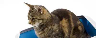 Лечение цистита у кошек: симптомы и признаки болезни, как лечить