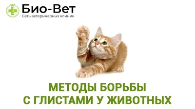 Глисты у кошек | БиоВет