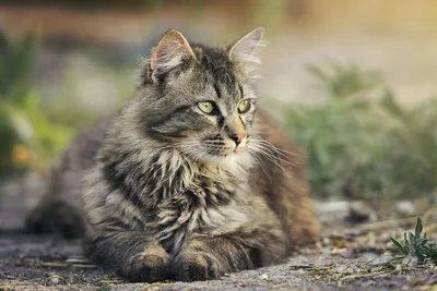 Как узнать, что у кота глисты? | Животные | ШколаЖизни.ру