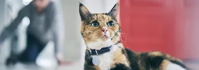 Лямблии у кошек: причины, симптомы, диагностика и лечение| Hill's