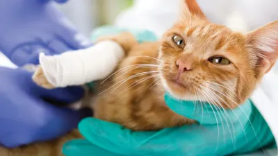 Реабилитация кошки после стерилизации, перелома: как проходит