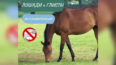 Лошади и глисты | EquiLife.ru - Первый Конный журнал online