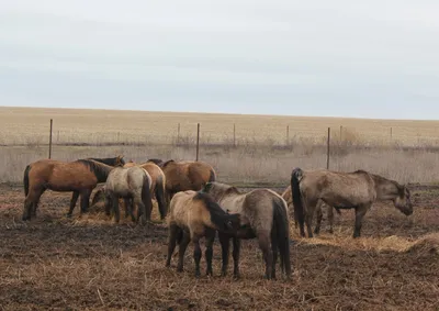 Horses » Аскаридоз у жеребят и молодых лошадей_(выпуск журнала №43)