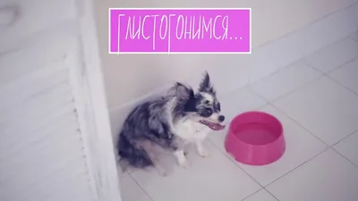 Как понять, что у собаки глисты и что делать | Чихуахуа Софи - YouTube