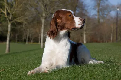 Глисты у щенка - признаки глистов у щенка | Royal Canin