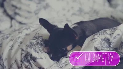 Как вывести глистов у щенка в домашних условиях | Чихуахуа Софи - YouTube