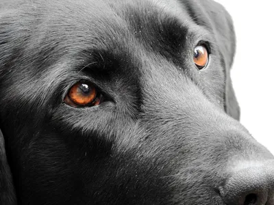 Телязиоз — белые черви в глазах у собаки - Marchelache