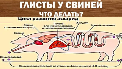 Лечение Глистов у Свиней - YouTube