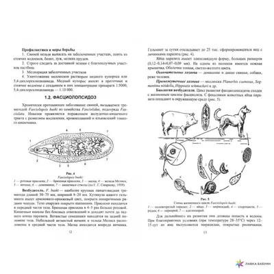 Дикие кабаны (1/2) – ветеринарные риски и текущая ситуация - Статьи -  pig333.ru, от фермы к рынку