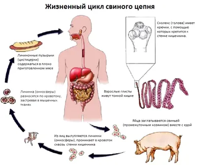 Отравление свиней - avamarket.com.ua