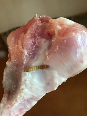 Это глисты в курином мясе или сухожилия? - Советчица
