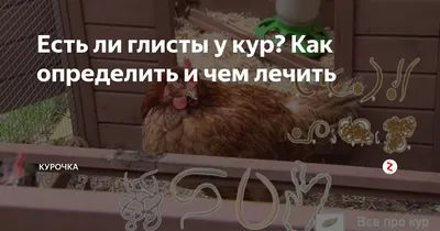 Воронежцы обнаружили живых червей в приготовленной ими курице - видео |  36on.ru