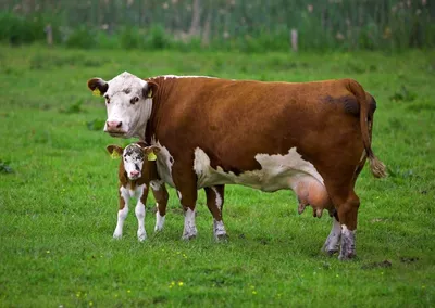 Глисты у коров: признаки, лечение, препараты | Агропромышленный вестник