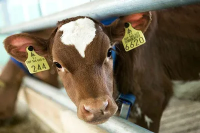 Помощь для начинающих животноводов - корова. Часть 2 | Общие вопросы по КРС  форум на Fermer.ru / Стр. 42 из 171