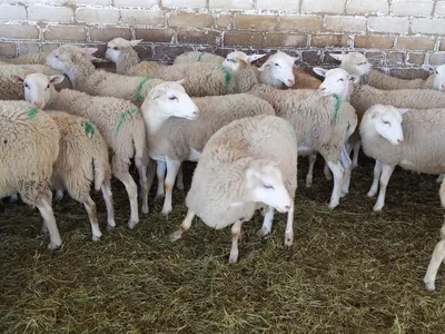 Глисты у овец: признаки, лечение, средства, препараты | Статья АВЗ