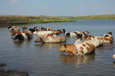 Фасциолез коров (глисты в печени): симптомы, лечение, профилактика |  Агропромышленный вестник
