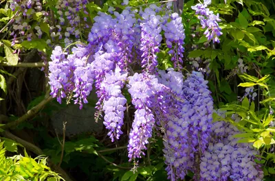 Глициния китайская Эйва Wisteria chinensis Eiyva - купить декоративные и  хвойные растения с доставкой по Украине в магазине Добродар