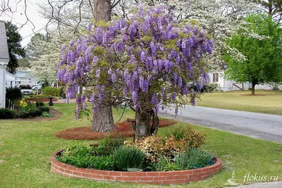 Глициния (Wisteria). Описание, выращивание, посадка и уход | flokus.ru -  ландшафтный дизайн