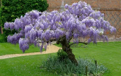 Глициния китайская Wisteria sinensis - купить по выгодной цене | teofrast