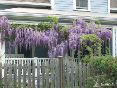 Глициния (Wisteria). Описание, выращивание, посадка и уход | flokus.ru -  ландшафтный дизайн