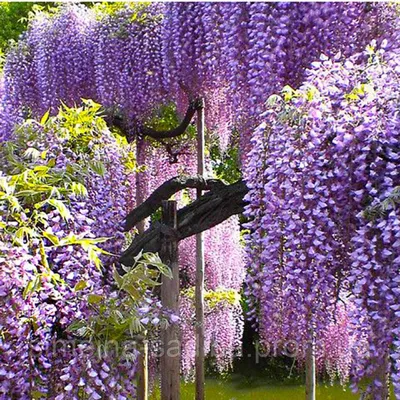 Купить Глициния китайская Пролифик (Wisteria sinensis Prolific)(Контейнер  Р9), цена 95 грн — Prom.ua (ID#1495627367)