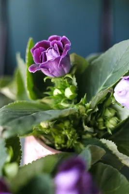 Глоксиния (Gloxinia) 20 см по выгодной цене в Минске, купить Цветущие  комнатные растения с доставкой в интернет-магазине Cvetok.by