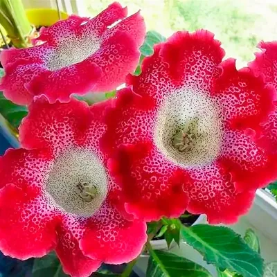 Глоксиния Тигринум красная (2) из Луковичные и корневищные цветы 272руб.