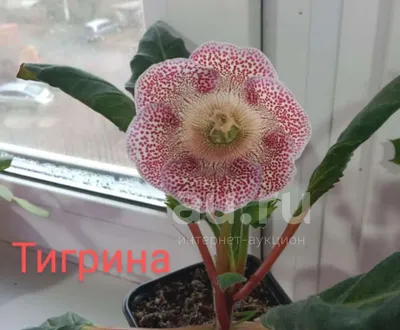 Глоксиния — купить в Красноярске. Горшечные растения и комнатные цветы на  интернет-аукционе Au.ru