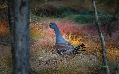 Глухарь (после поединка,потрёпаный,но не побеждённый). Photographer Trier  Igor