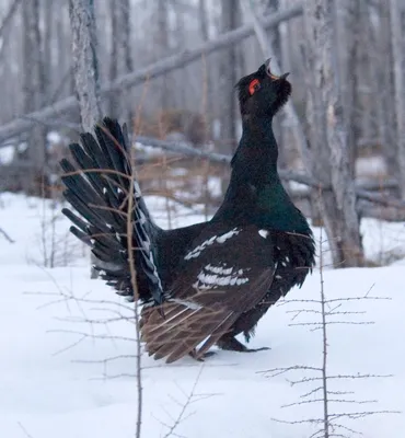 Курообразные Galliformes \u003e Тетеревиные (Tetraonidae) \u003e Каменный глухарь