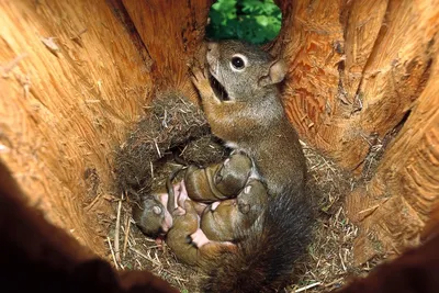 Белка строит себе гнездо / A squirrel builds a nest for itself - YouTube