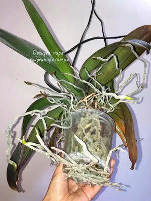 Корни орхидей. Как отличить сухие и гнилые корни от здоровых?