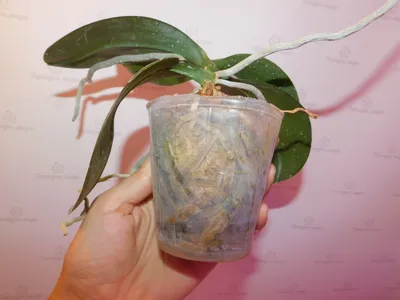 Корни орхидей. Как отличить сухие и гнилые корни от здоровых?