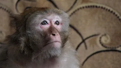 Елена Кухаренко доказывает, что Новый год можно считать Годом Жука-обезьяны