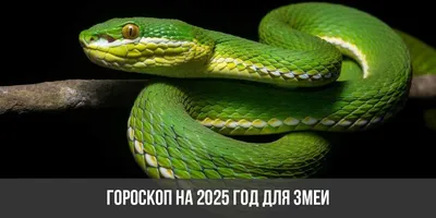 Гороскоп на 2025 год для Змеи: астрологический прогноз для женщин и мужчин